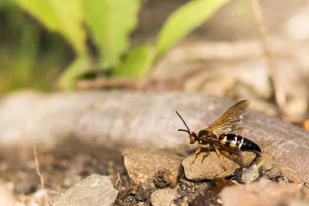 Eastern Cicada Killer A close up of a female Eastern Cicada Killer cicada killer stock pictures, royalty-free photos & images