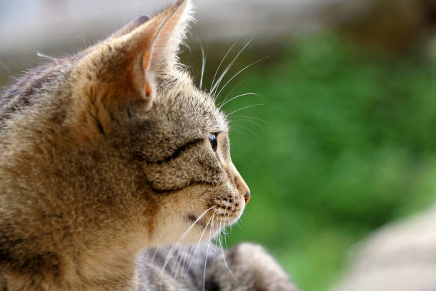 Tabby Cat Stock Photo - Download Image Now - Animal, Animal Body