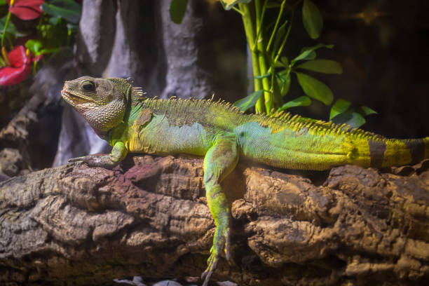 istock A green iguana standing on a branch 825972664