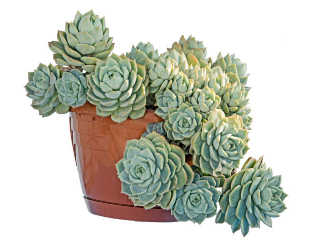 istock Hen and Chicks plant isolated on white background 825976180
