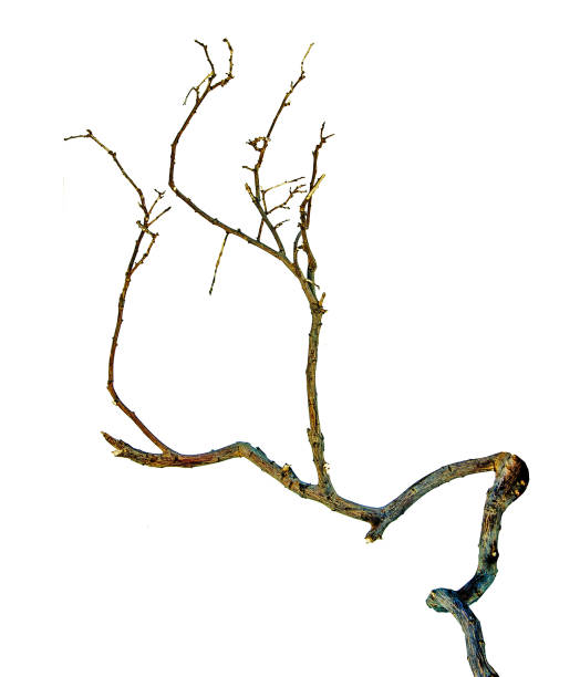 istock close up of dry branch 825977270
