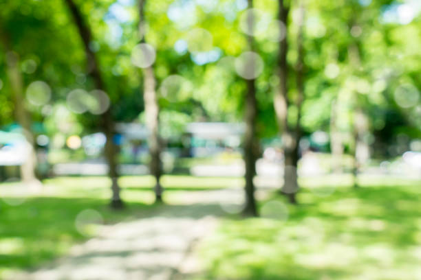 istock blur natural and light background in the park. 825977828