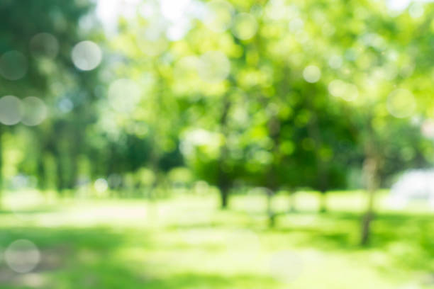istock blur natural and light background in the park. 825977908