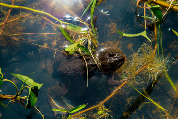 grenouille verte pelophylax esculentus dans un étang closeup - lily pond photos et images de collection