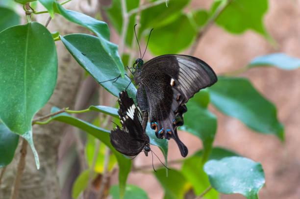 istock Tropical butterfly in a garden 825982878