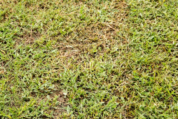 istock soccer football goal through the net. 825985462