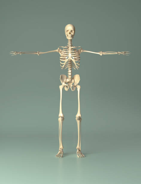 istock Male Skeleton on Teal Background 825985580