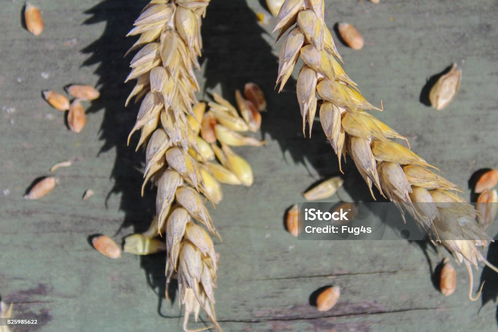 Wheat on green rustic background, macro photo Agricultural Field Stock Photo