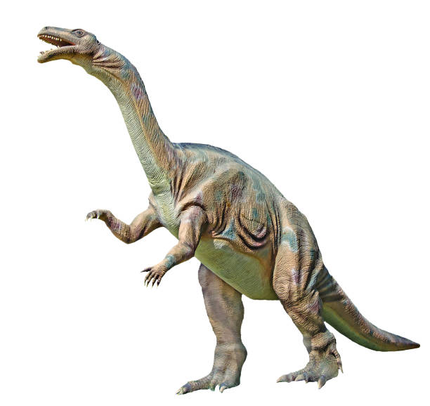 istock Close up of Plateosaurus dinosaur 825985922