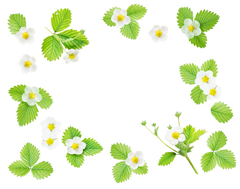 Frame with fresh white flowers and green leaves of strawberry isolated on white background; top view, flat lay, overhead view