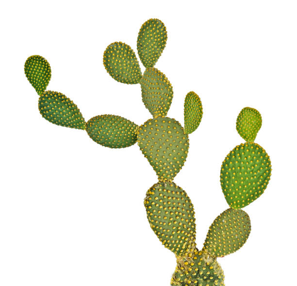 istock Opuntia cactus isolated on white background 825988924
