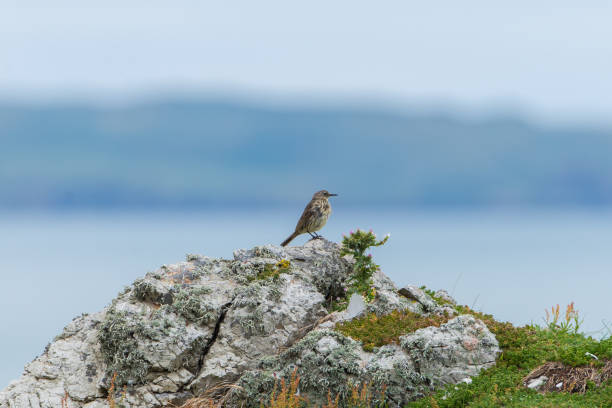 istock Song trust, Turdus philimelos 825989014