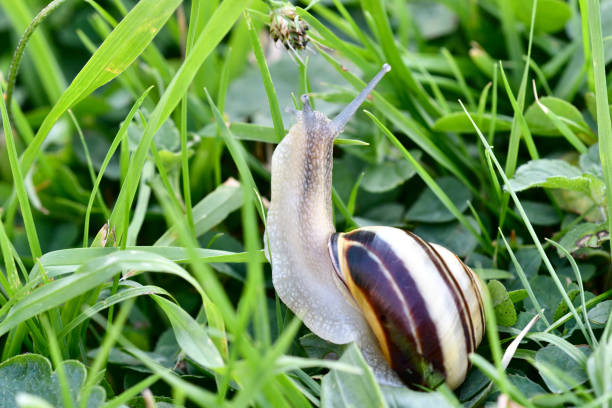 istock herd of snails walking on the grass 825990222
