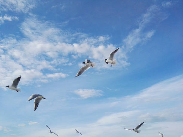 istock sea gulls in blue sky 825993132