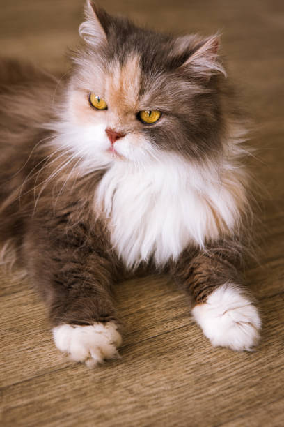 istock Bushy cat laying on wooden floor 825993414