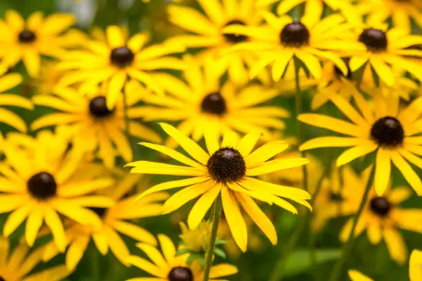 beautiful yellow flower rudbeckia on a background of green leaves.