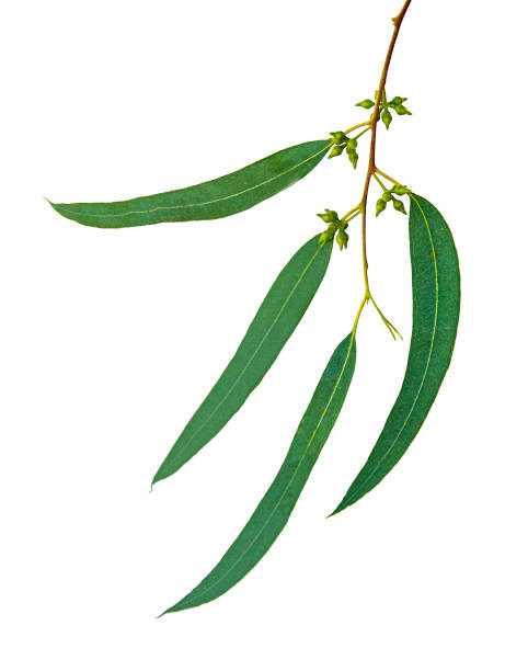 istock close up of Eucalyptus branch 825994866