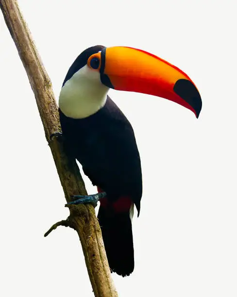 The  toucan Toco bird sitting on a branch isolated on white. Also known as the common toucan or toucan. It is found in  a large part of central and eastern South America.