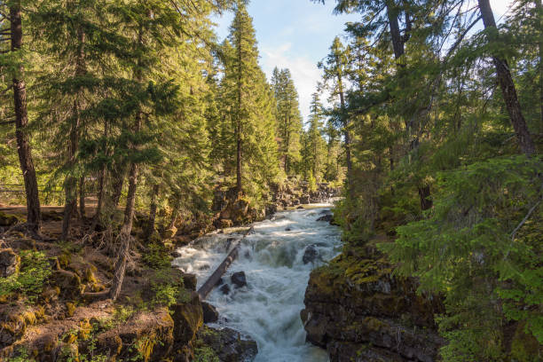 Rogue River-Siskiyou National Forest Rogue River-Siskiyou National Forest near Natural Bridge Recreation Area national forest stock pictures, royalty-free photos & images