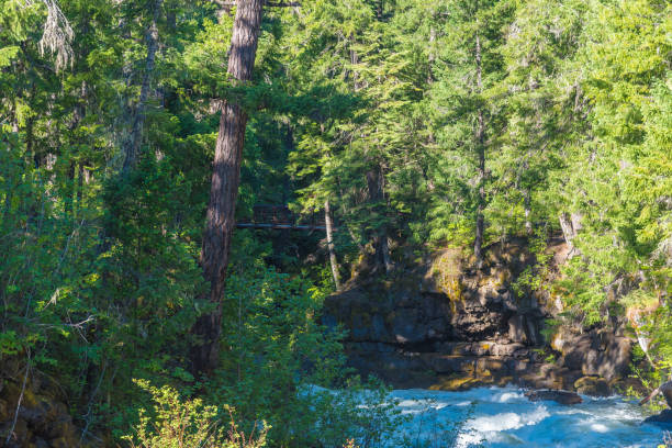 istock Rogue River-Siskiyou National Forest 826001194