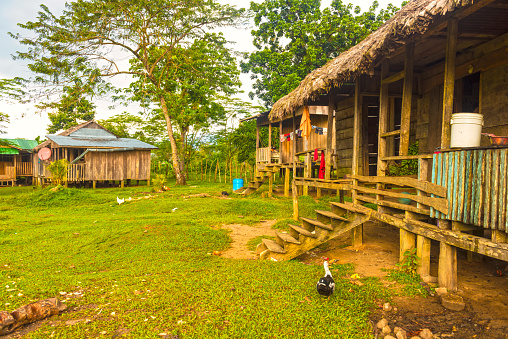 Few simple huts, pile dwellings made of wood and straw against rare trees. In front of the hut chicken with chicks. Rio Platano Reserve in Moskitia, Honduras.