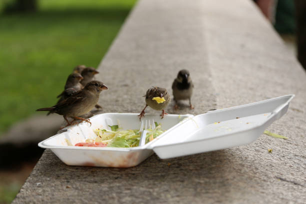 istock Group of sparrow birds eats from dirty plastic lunch box with leftovers after lunch 826005150