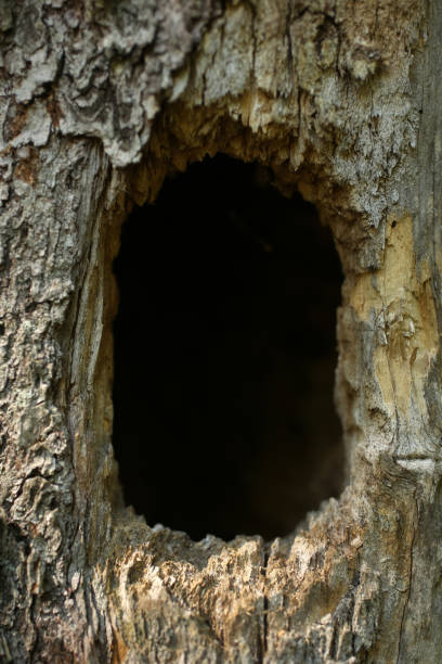 istock Tree hollow close up, a vertical picture 826005590