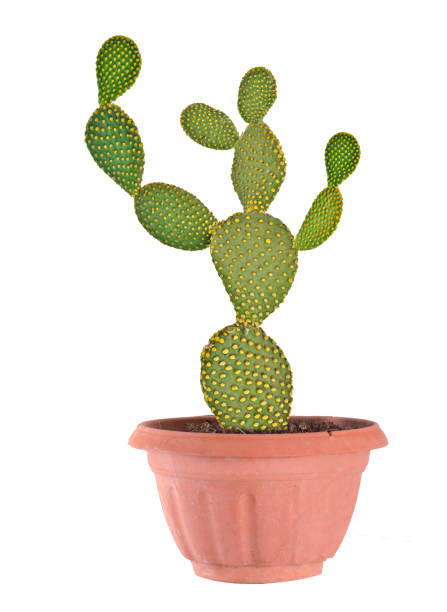 istock Opuntia cactus isolated on white background 826008292