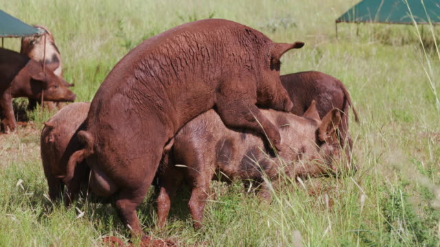Mating Pigs Stock Videos and Royalty-Free Footage - iStock