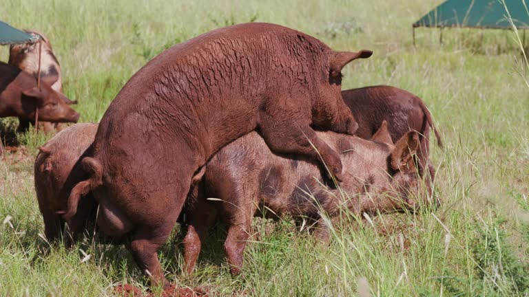 Mating Pigs Stock Videos and Royalty-Free Footage - iStock Mating Pigs Stock Videos and Royalty-Free Footage - iStock
