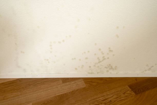 istock mildew and mold on an apartment wall 826008594