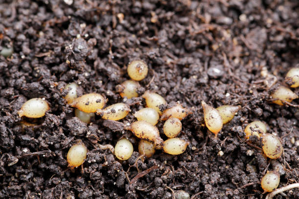 Vermicompost Red worm eggs in compost eisenia fetida stock pictures, royalty-free photos & images