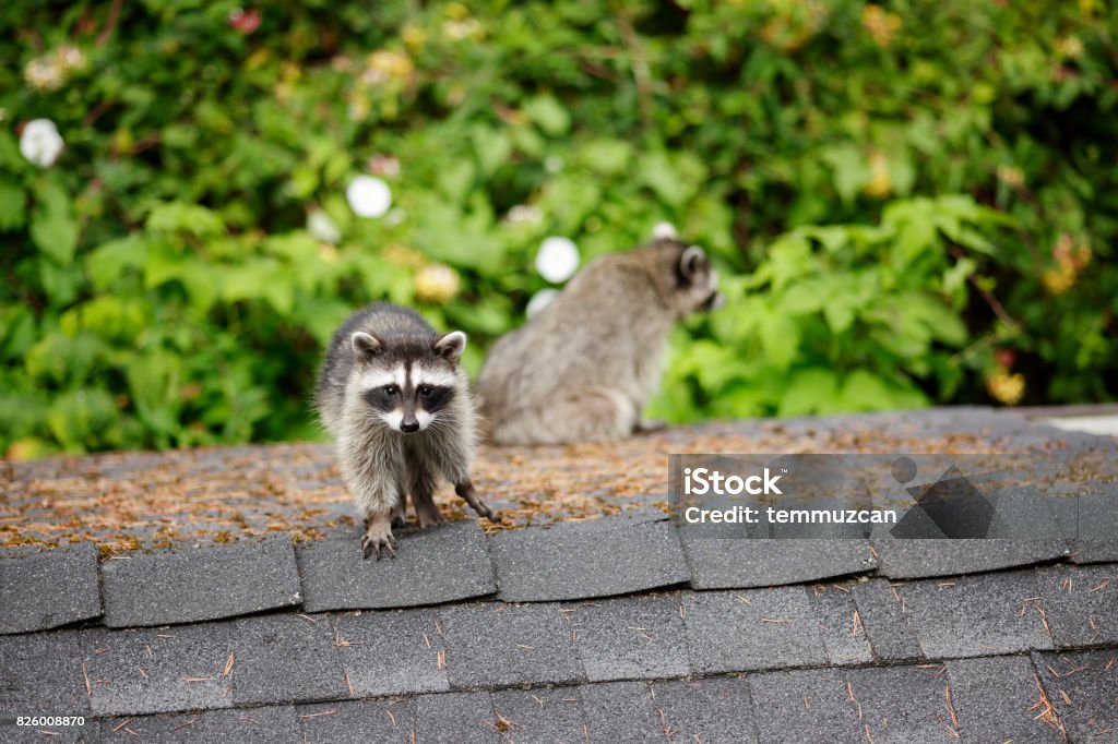 Racoon - Photo de Raton laveur libre de droits