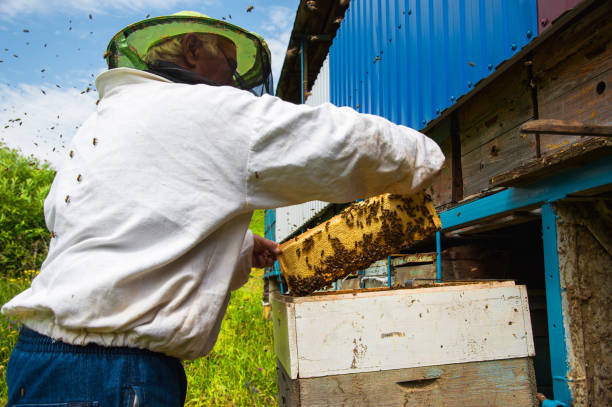 istock The beekeeper keeps a frame with honey sealed with wax 826011778