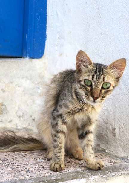 istock Curious cat with green eyes on Tunisian street 826016216