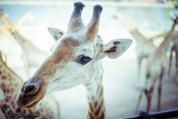 giraffa - length south high up climate foto e immagini stock