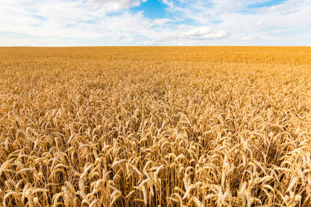 istock Golden wheat field on blue sky background 826025750