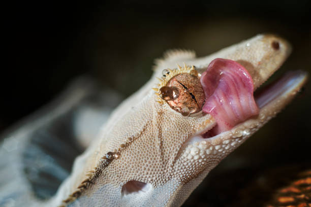 istock Rhacodactylus ciliatus , Correlophus ciliatus 826025924