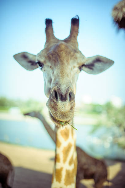 giraffe - length south high up climate imagens e fotografias de stock