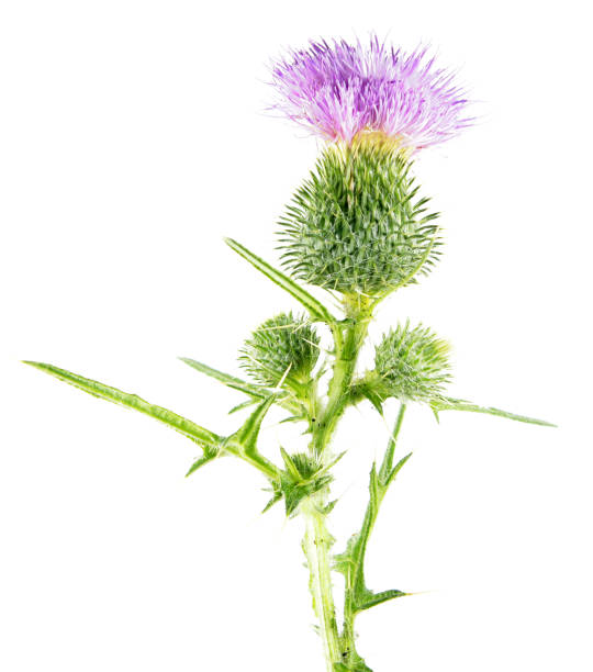 istock Common thistle (Cirsium vulgare) isolated on white background. Medicinal plant 826026008
