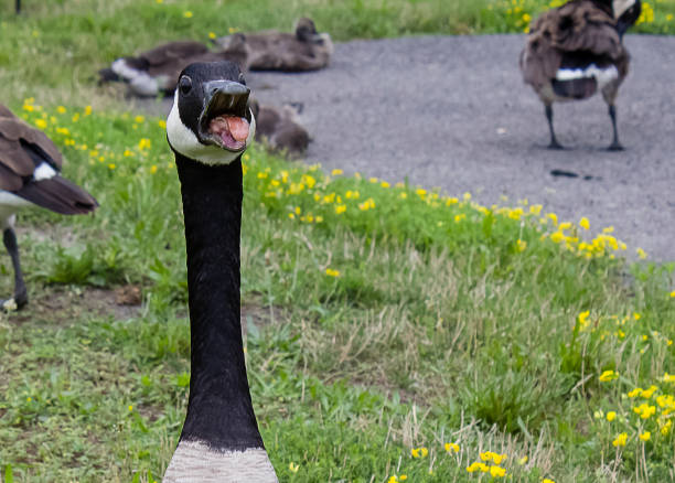 Goose Hiss #2 A goose hisses to the camera from left of picture canada goose photos stock pictures, royalty-free photos & images