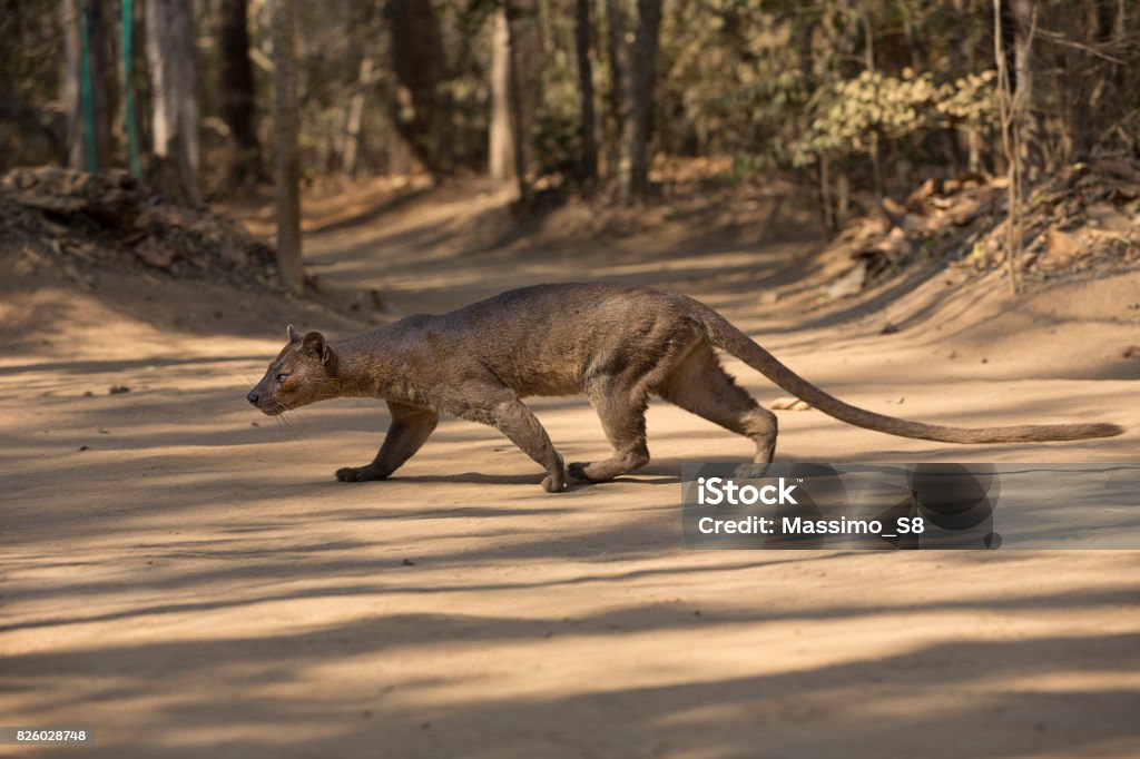 pit Elusive mammal hunting lemurs and other small animals. Fossa Stock Photo