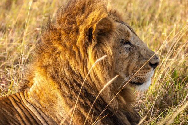 istock Male lion in Masai Mara 826037136