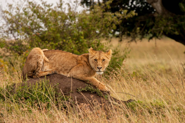 istock lion in Masai Mara 826037716