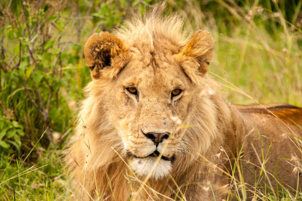 istock Male lion in Masai Mara 826040392