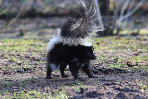 skunk searching for food