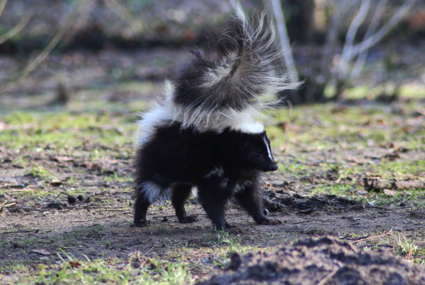條紋臭鼬 （惡臭惡臭） - skunk 個照片及圖片檔