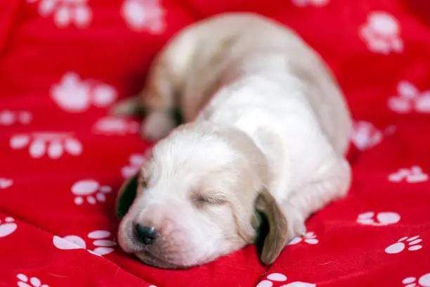 Gently Basset hound puppy, which is an old one week lying on a red mat and sleeping