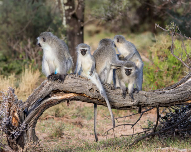 Vervet Monkeys Grooming