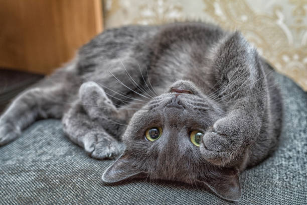 istock Russian blue cat lie on the back 826044458